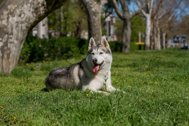 Retrato de close-up de um cachorro. Husky siberiano de olhos azuis.