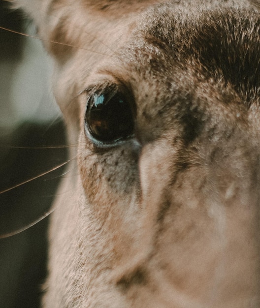Retrato de close-up de um cavalo