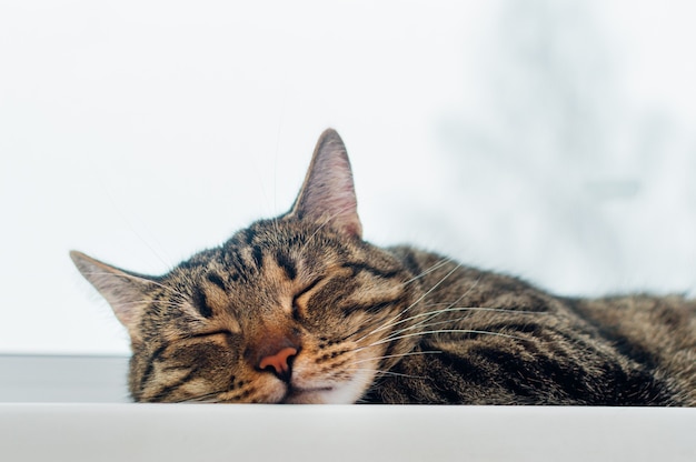 Retrato de close-up de um gato dormindo
