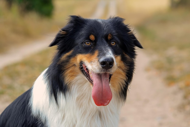 retrato de close-up de um lindo cachorro na natureza