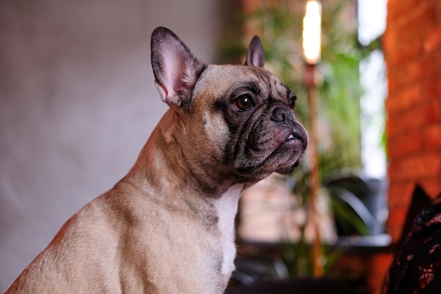 Retrato de close-up de um pug bonito de raça pura em uma sala com interior loft.