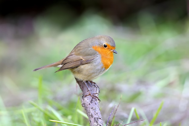 Retrato de close-up de um tordo-europeu (Erithacus rubecula) sentado em um galho