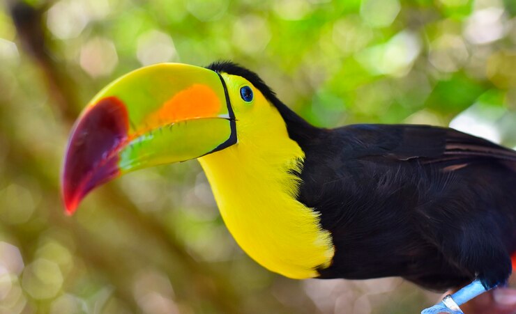 Foto retrato de close-up de um tucano