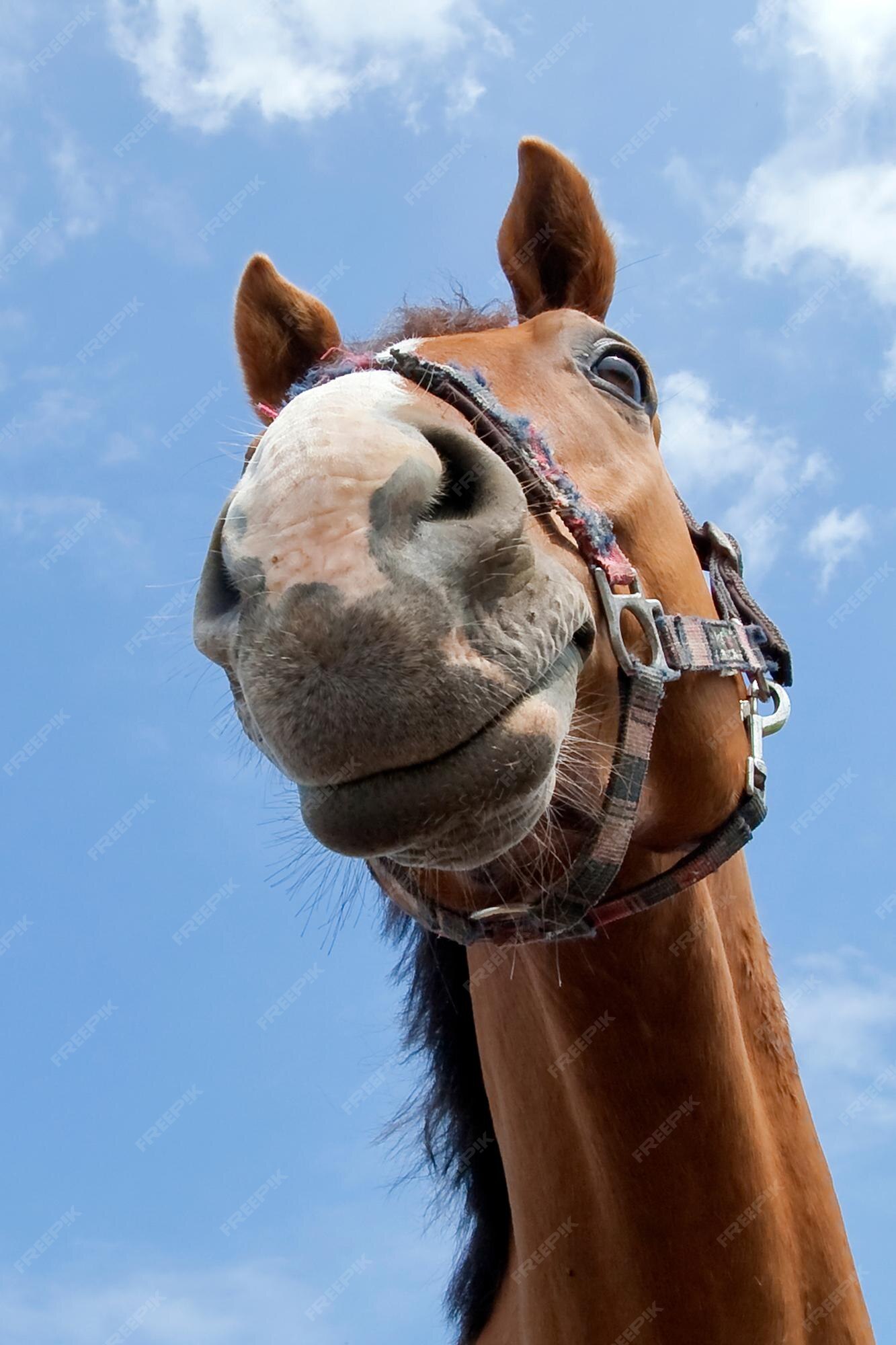 Retrato de um cavalo na frente de um céu azul