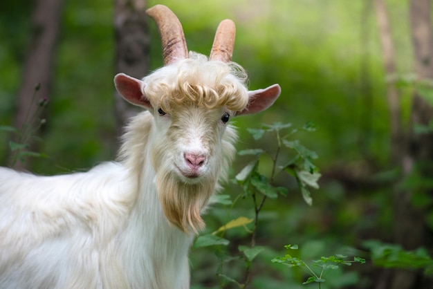 retrato de close-up de uma cabra de montanha animal selvagem