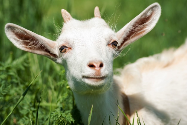 Retrato de close-up de uma cabra jovem branca