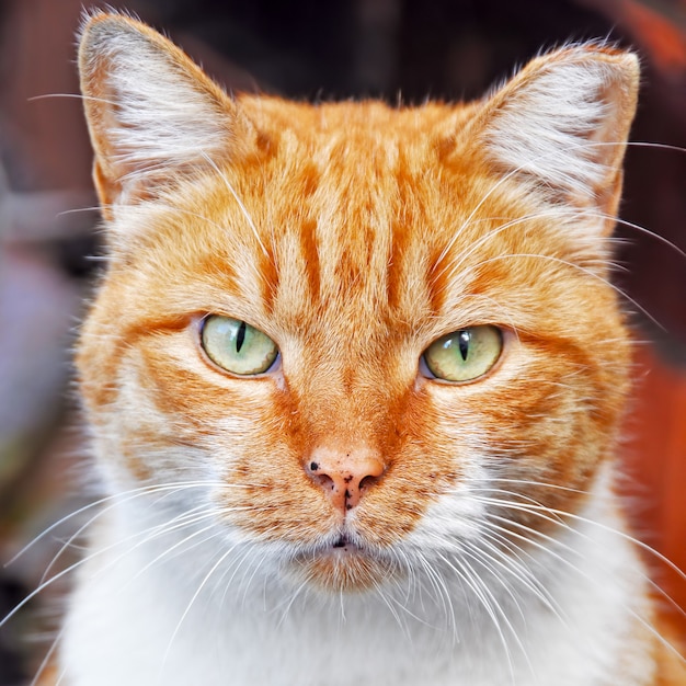 Foto retrato de close-up inteligente gato cor vermelha