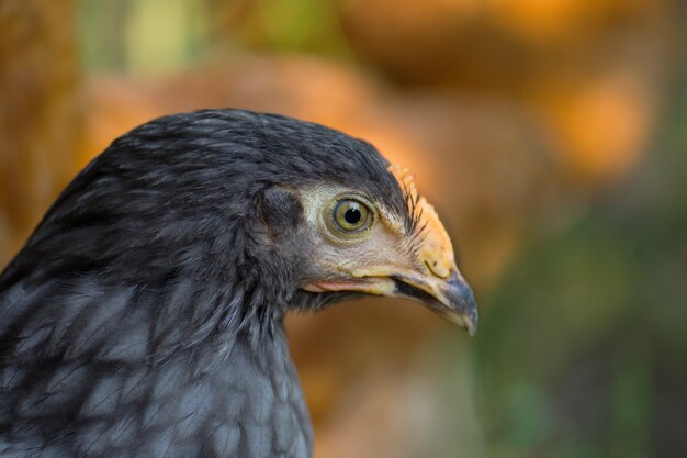 Retrato de closeup de frango cinza