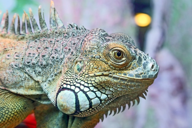 Retrato de closeup iguana verde. animais selvagens