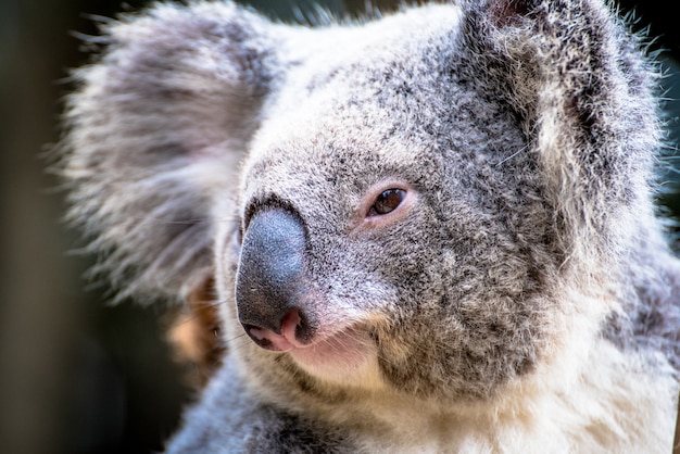 Retrato, de, coala, urso, em, austrália