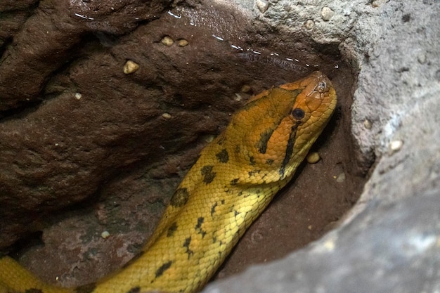 retrato de cobra anaconda verde