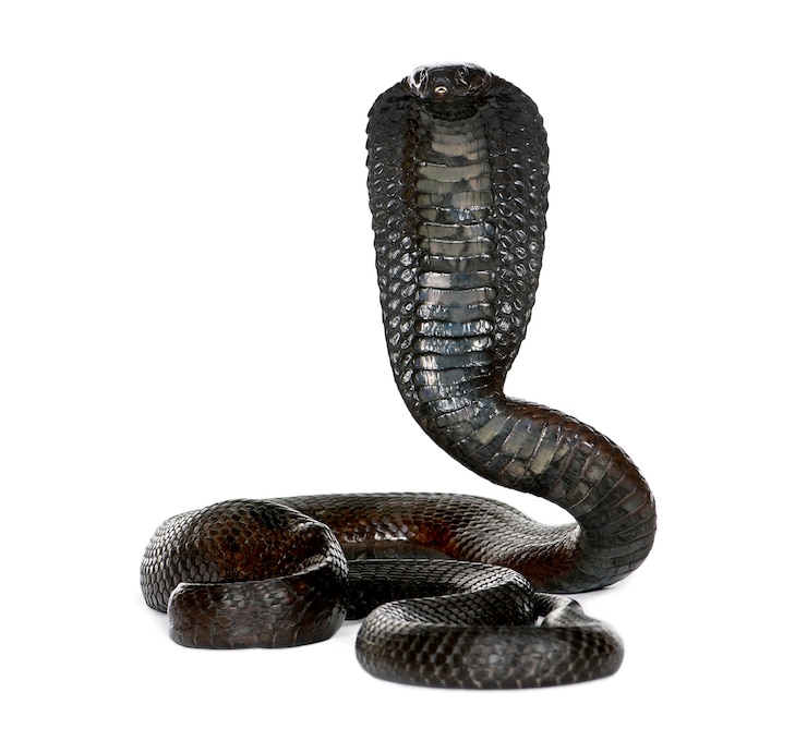 Foto retrato de cobra egípcia, naja haje isolado
