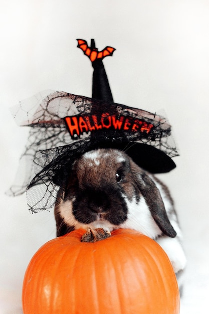 Retrato de coelho anão orelhudo fofo usando chapéu de halloween com abóbora laranja