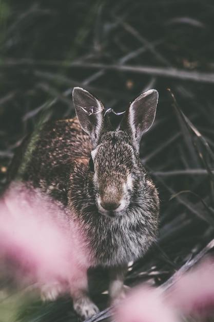 Foto retrato de coelho em alto ângulo