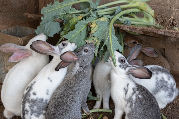 Retrato de coelhos comendo vegetais na fazenda