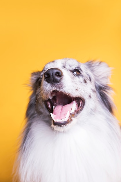 Retrato, de, collie beira, cão