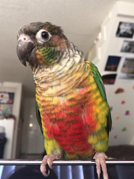 Foto retrato de conure empoleirado em uma haste de aço em casa