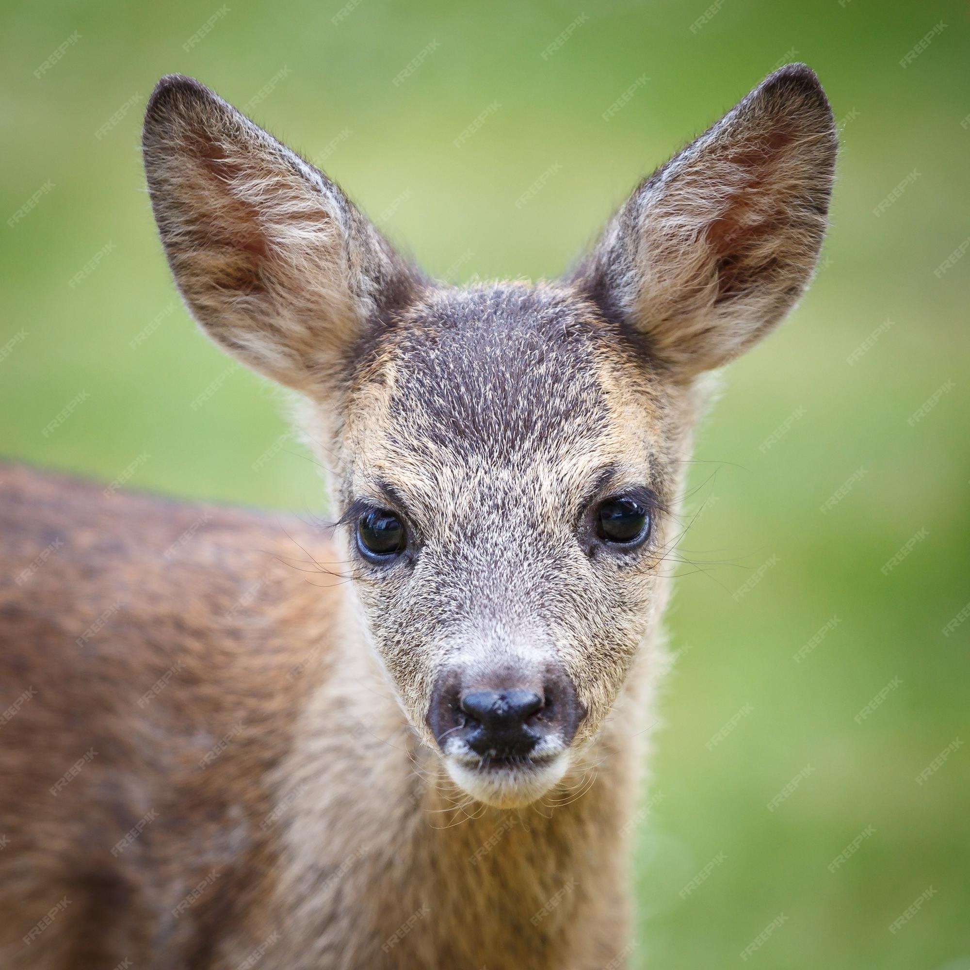 Retrato de corça fulva capreolus capreolus jovem selvagem veado corça jovem  animal selvagem