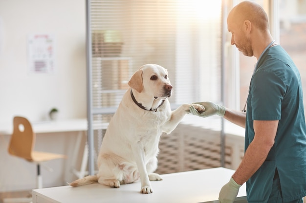 Retrato de corpo inteiro de um cão Labrador branco dando a pata para o veterinário na clínica veterinária iluminado pela luz do sol, copie o espaço