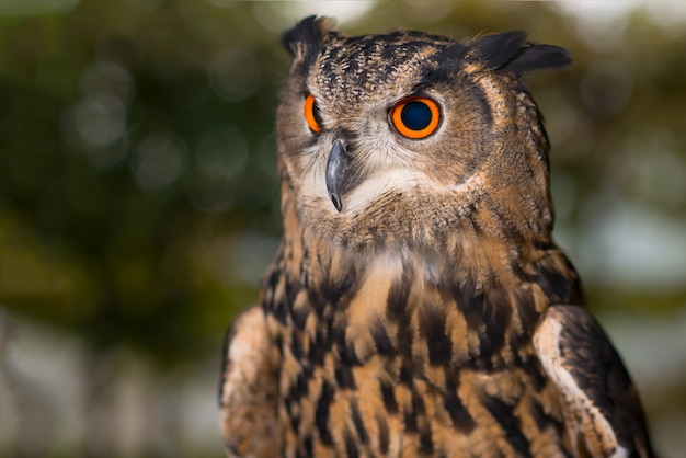 Retrato de coruja com olhos laranja e pretos