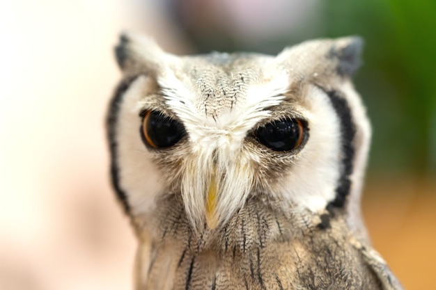 Foto retrato de coruja de rosto branco de olhos grandes.