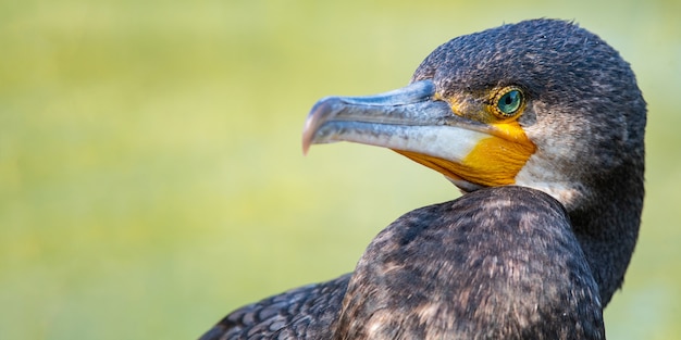 Retrato de Corvo-marinho. Phalacrocorax carbo. Fechar-se.