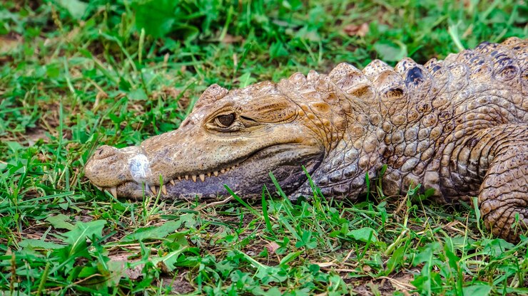 Foto retrato de crocodilo no predador de grama na grama