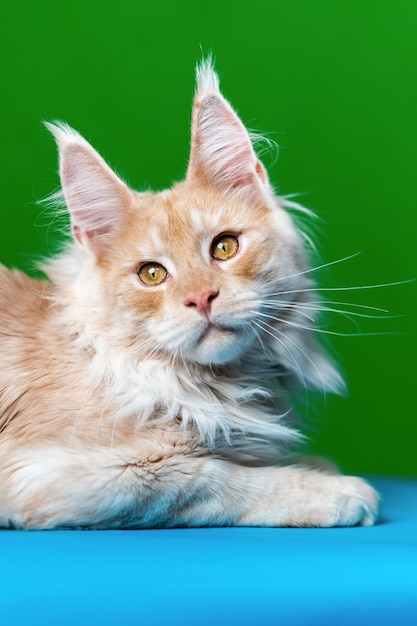 Retrato de curiosidade, gato malhado vermelho, animal da floresta americana, deitado sobre fundo verde e azul claro