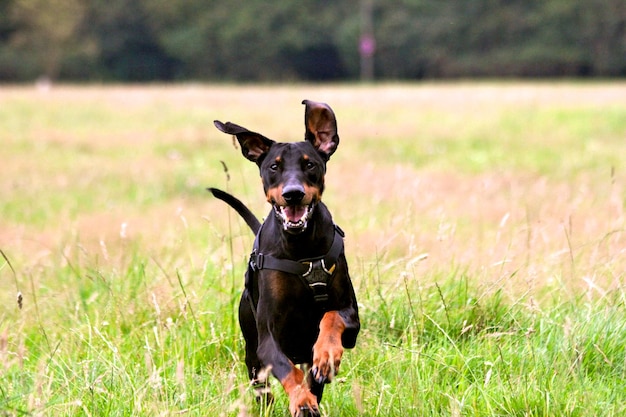 Retrato de doberman pinscher correndo em um campo gramado