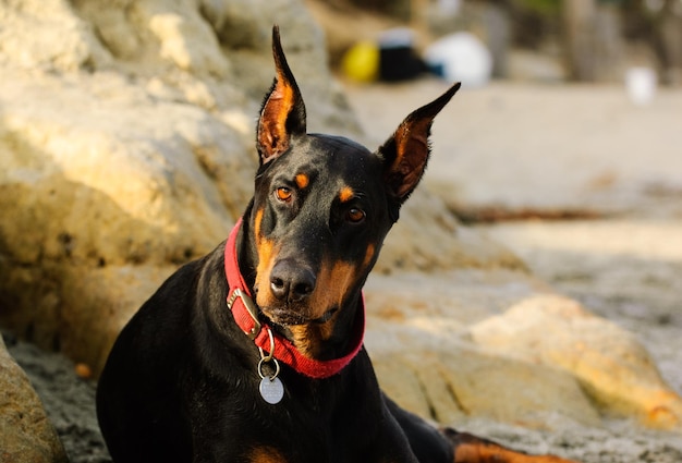 Retrato de doberman pinscher deitado na costa na praia