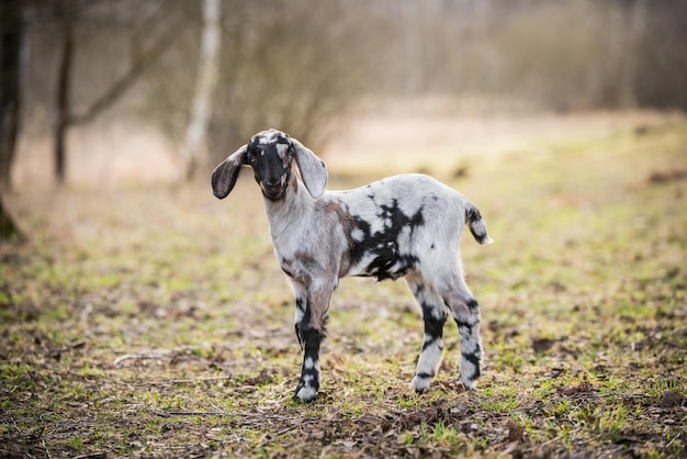 Retrato de doeling de cabra boer sul-africano pequeno na natureza