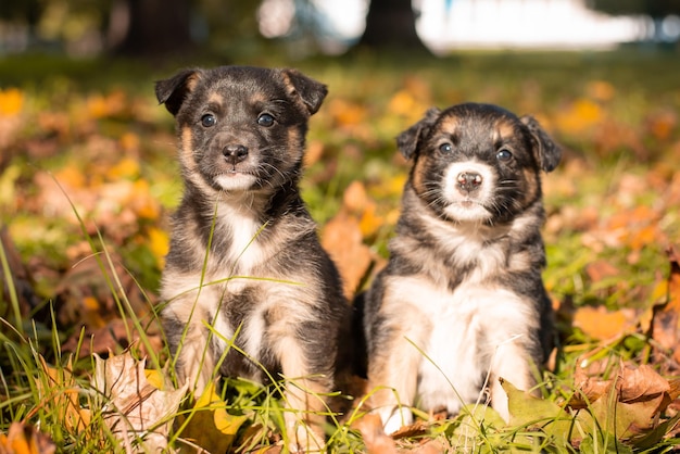 Retrato de dois cachorrinhos no parque outono