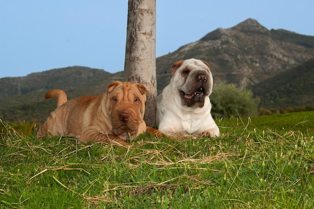 Retrato de dois cães de raça pura shar pei no campo com fundo de céu azul