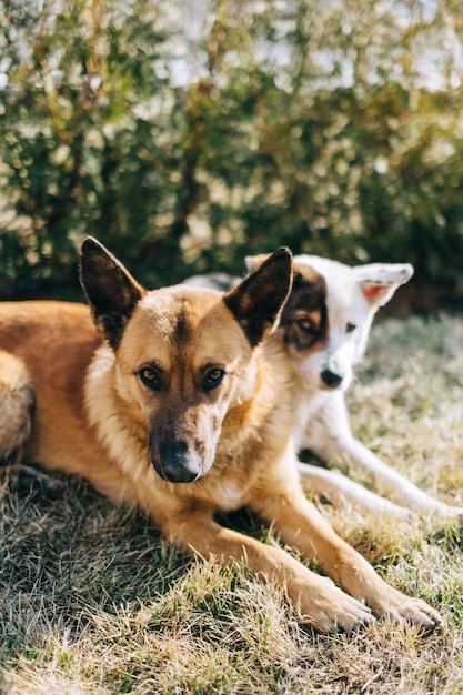 Retrato de dois cães de rua sentados lado a lado na grama ao ar livre.