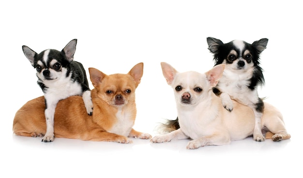 Retrato de dois cães em fundo branco