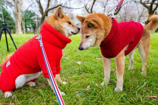 Retrato de dois cães vermelhos de Akita Inu em um fundo verde e brincando na grama