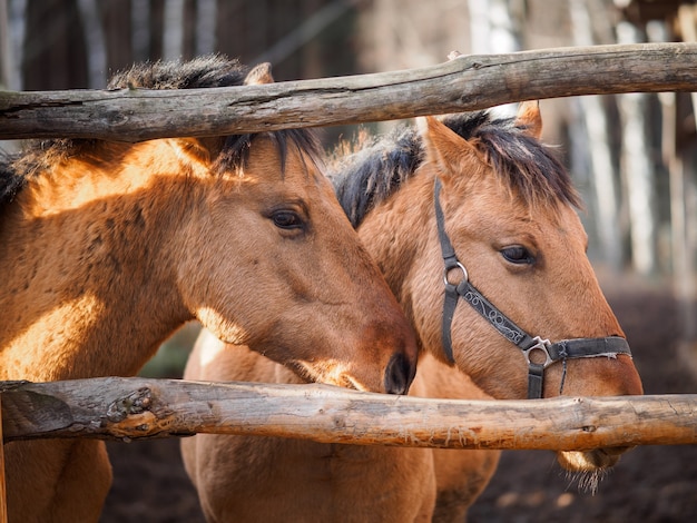 Retrato de dois cavalos no paddock.