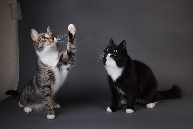 Retrato de dois gatinhos fofos, um gatinho preto e cinza despojado sentado em um fundo cinza no estúdio