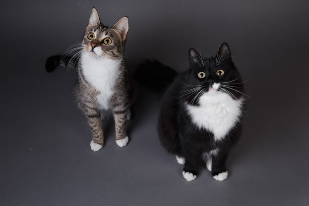 Retrato de dois gatinhos fofos, um gato preto e cinza despojado em um fundo cinza em estúdio