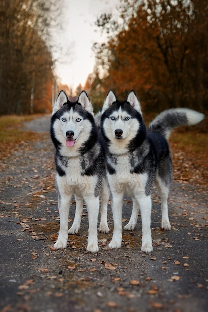 Retrato de dois magníficos cães husky siberianos em pé no caminho no encantador parque de outono mágico