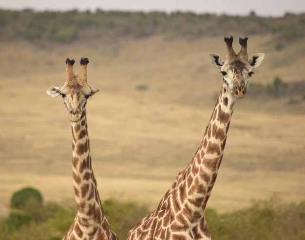 Foto retrato de duas girafas olhando de perto para a cabeça e o pescoço da câmera