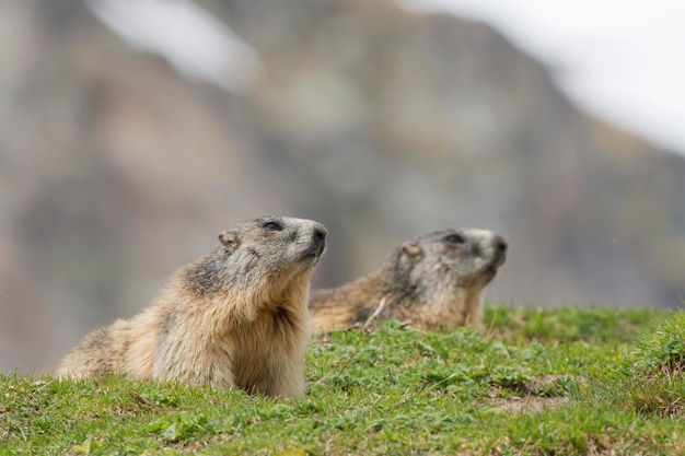 Retrato de duas marmotas olhando para você