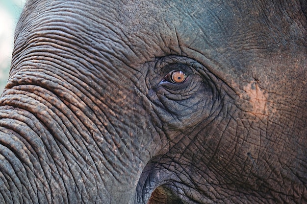 Foto retrato de elefante em close-up