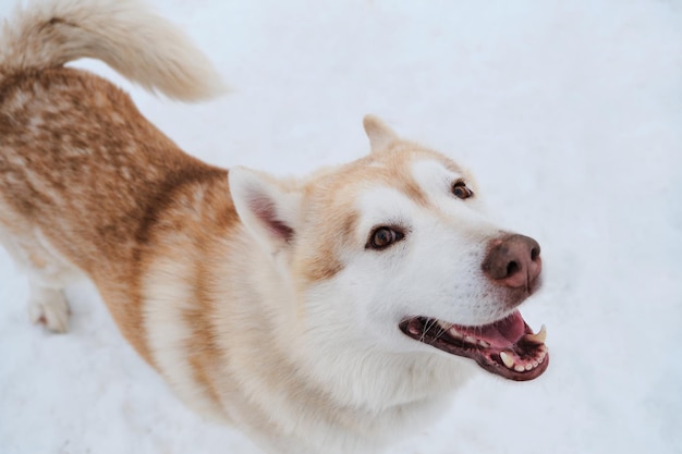 Retrato de encantador husky siberiano fofo vermelho e branco com olhos castanhos inteligentes no fundo da vista superior de neve branca raça de cães de trenó do norte sorrisos alegres e felizes com a língua de fora