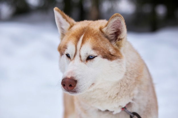 Retrato de esportes sled husky dog. cães de trenó de trabalho do norte.
