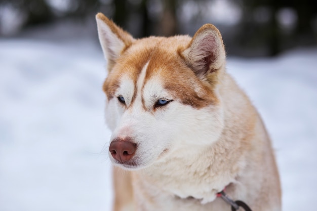 Retrato de esportes Sled Husky dog. Cães de trenó de trabalho do Norte.