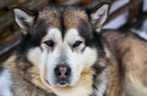 Retrato de esportes Sled Husky dog. Cães de trenó de trabalho do Norte.