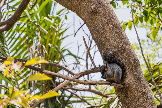 Retrato de esquilo cinza Sciurus griseus sentado no galho