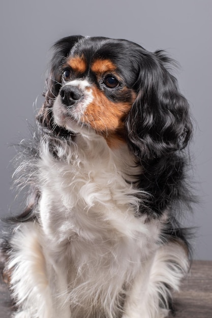 Retrato de estúdio de cães de cavalier king charles spaniel