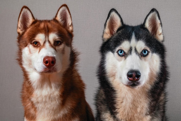 Retrato de estúdio de dois magníficos cães husky siberiano